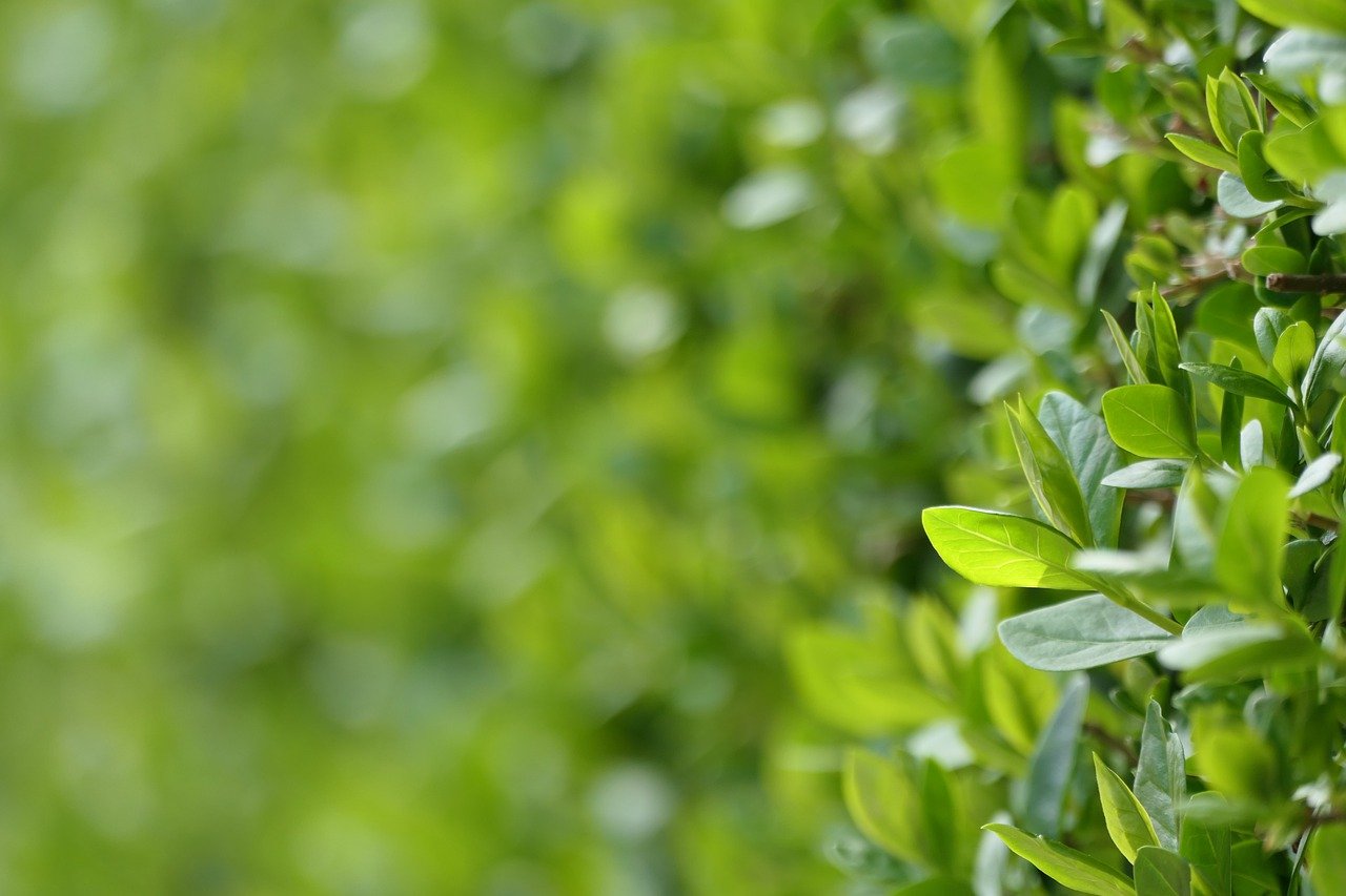 Close up of well-maintained hedge