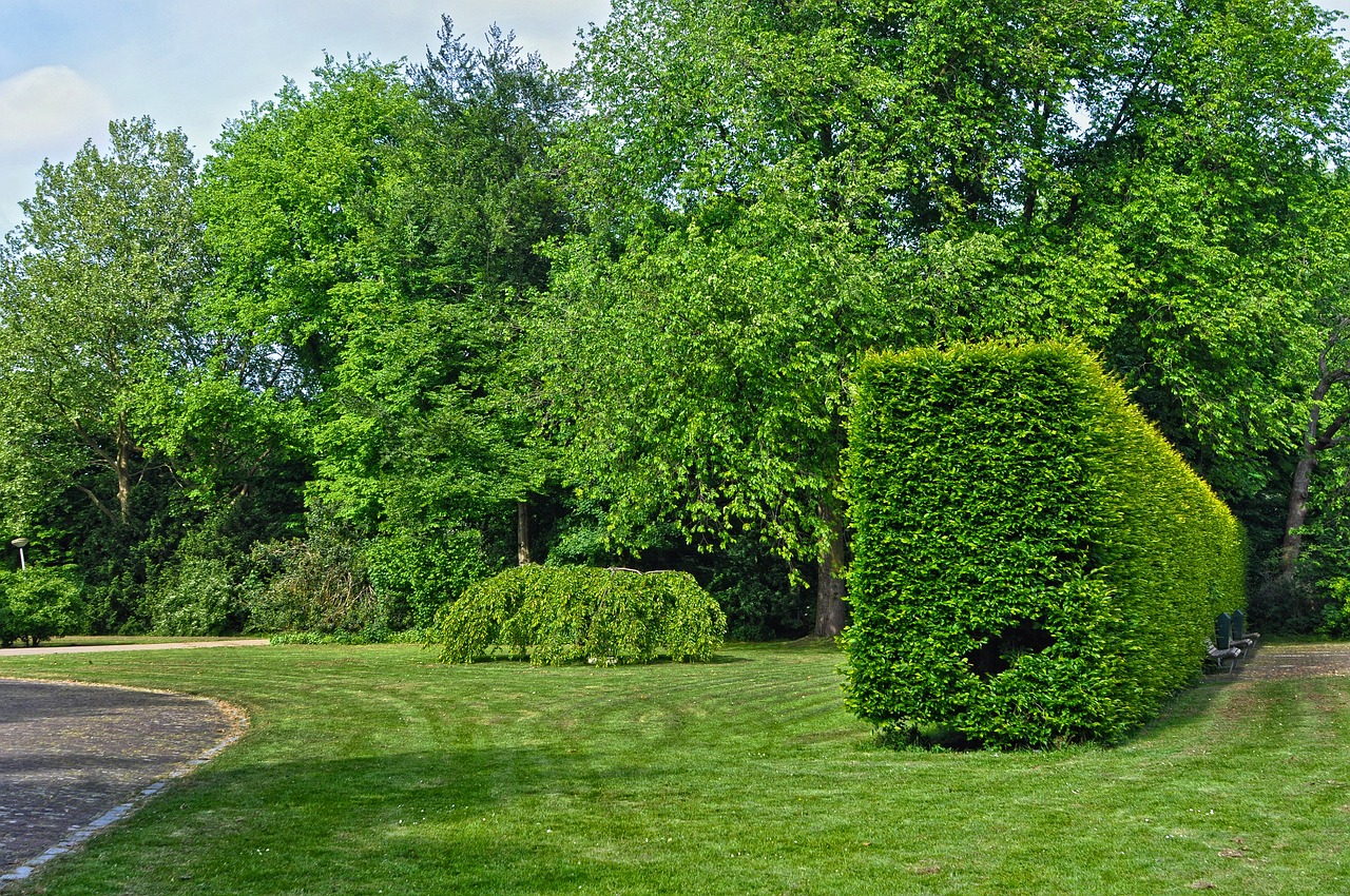 Perfectly maintained garden hedge