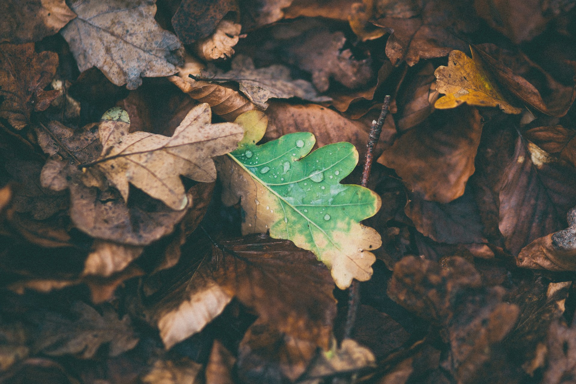 Leaf collection services in Staffordshire